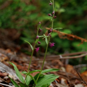 Photographie n°168328 du taxon Epipactis atrorubens (Hoffm.) Besser [1809]