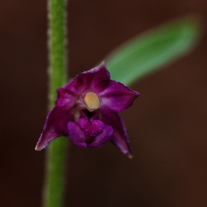 Photographie n°168330 du taxon Epipactis atrorubens (Hoffm.) Besser [1809]