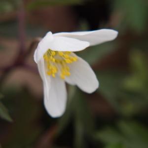 Photographie n°168347 du taxon Anemone nemorosa L. [1753]