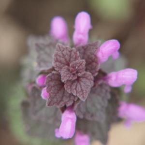 Photographie n°168350 du taxon Lamium purpureum L. [1753]