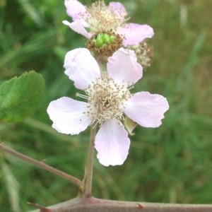 Photographie n°168367 du taxon Rubus ulmifolius Schott [1818]