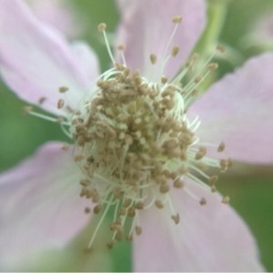 Photographie n°168369 du taxon Rubus ulmifolius Schott [1818]