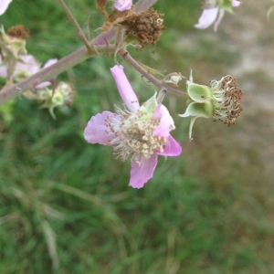 Photographie n°168371 du taxon Rubus ulmifolius Schott [1818]