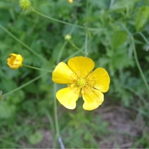 Photographie n°168380 du taxon Ranunculus acris L. [1753]