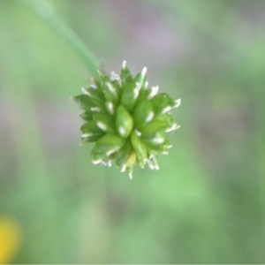 Photographie n°168381 du taxon Ranunculus acris L. [1753]