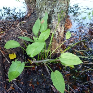 Photographie n°169923 du taxon Alisma plantago-aquatica L. [1753]