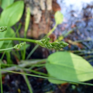 Photographie n°169926 du taxon Alisma plantago-aquatica L. [1753]