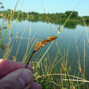  - Carex disticha Huds. [1762]