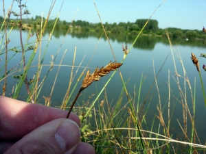 Emmanuel Stratmains, le 21 juillet 2013 (Connerré (les petites landes))