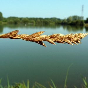  - Carex disticha Huds. [1762]