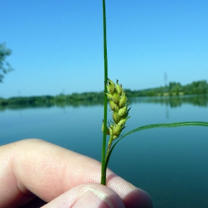 Photographie n°169943 du taxon Carex hirta L. [1753]