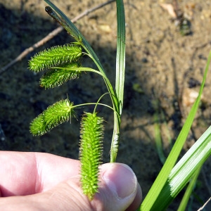 Photographie n°169944 du taxon Carex pseudocyperus L. [1753]