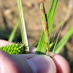 Photographie n°169947 du taxon Carex pseudocyperus L. [1753]