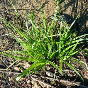 Photographie n°169949 du taxon Carex pseudocyperus L. [1753]