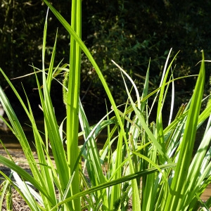 Photographie n°169951 du taxon Carex pseudocyperus L. [1753]