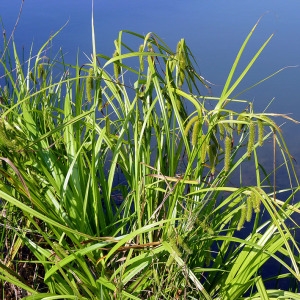  - Carex pseudocyperus L. [1753]