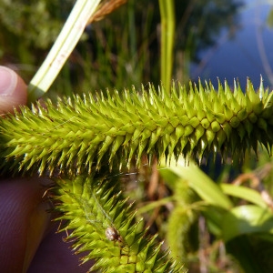 Photographie n°169954 du taxon Carex pseudocyperus L. [1753]