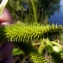  Emmanuel Stratmains - Carex pseudocyperus L. [1753]