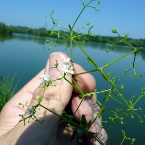 Photographie n°169967 du taxon Galium palustre subsp. debile (Desv.) Berher [1887]