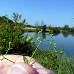  - Galium palustre subsp. debile (Desv.) Berher [1887]