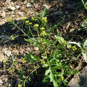 Photographie n°170066 du taxon Rorippa palustris (L.) Besser [1821]