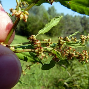  - Rumex conglomeratus Murray [1770]