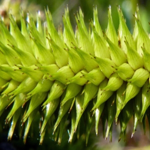 Photographie n°170085 du taxon Carex pseudocyperus L. [1753]