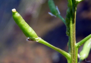 Emmanuel Stratmains, le 21 juillet 2013 (Connerré (les petites landes))