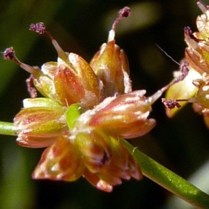 Juncus subnodulosus écoph. rhéophile  (Jonc noueux)