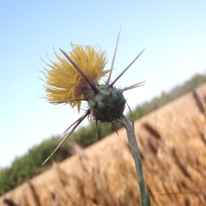 Photographie n°173297 du taxon Centaurea solstitialis L. [1753]