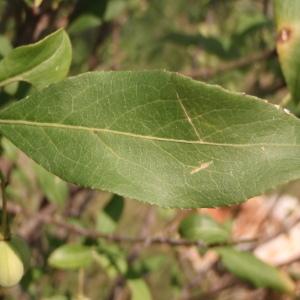 Photographie n°173300 du taxon Euonymus europaeus L. [1753]