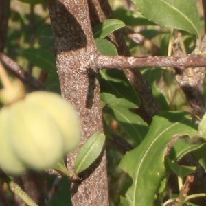 Photographie n°173301 du taxon Euonymus europaeus L. [1753]