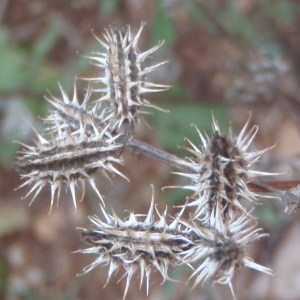 Photographie n°173303 du taxon Caucalis platycarpos L. [1753]