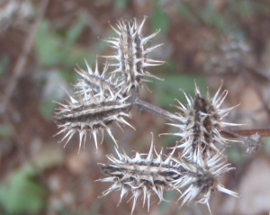 Genevieve Botti, le 23 juillet 2013 (La Verdière (D30))