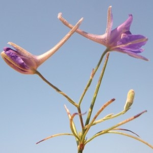 Photographie n°173308 du taxon Delphinium ajacis L. [1753]