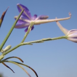 Photographie n°173309 du taxon Delphinium ajacis L. [1753]