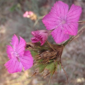 Photographie n°173312 du taxon Dianthus carthusianorum L. [1753]