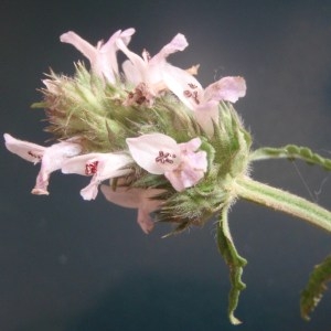 Photographie n°173327 du taxon Stachys officinalis (L.) Trévis. [1842]