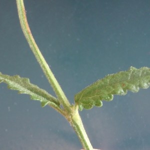 Photographie n°173328 du taxon Stachys officinalis (L.) Trévis. [1842]