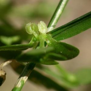 Stellina stagnalis (Scop.) Bubani (Callitriche des eaux stagnantes)