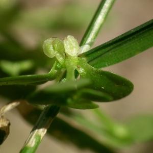 Callitriche aquatica subsp. stagnalis (Scop.) Bonnier & Layens (Callitriche des eaux stagnantes)