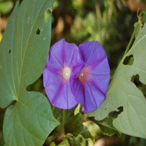 Photographie n°173717 du taxon Ipomoea indica (Burm.) Merr. [1917]