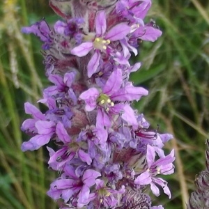 Photographie n°174849 du taxon Lythrum salicaria L. [1753]