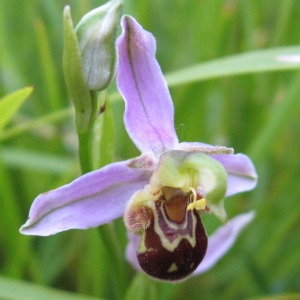 Photographie n°177038 du taxon Ophrys apifera Huds. [1762]