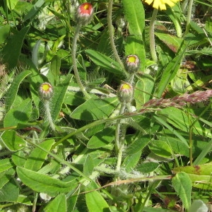 Photographie n°177085 du taxon Pilosella officinarum Vaill. [1754]