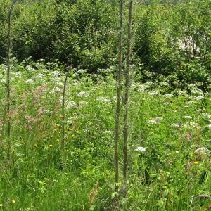 Photographie n°177091 du taxon Cirsium palustre (L.) Scop. [1772]