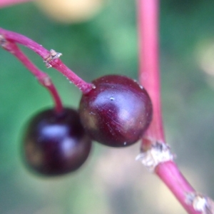 Photographie n°178420 du taxon Sambucus nigra L. [1753]