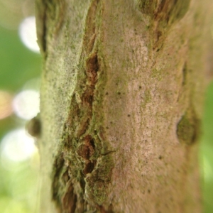 Photographie n°178422 du taxon Sambucus nigra L. [1753]