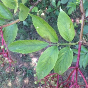 Photographie n°178423 du taxon Sambucus nigra L. [1753]