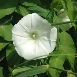 Photographie n°178436 du taxon Calystegia sepium (L.) R.Br. [1810]